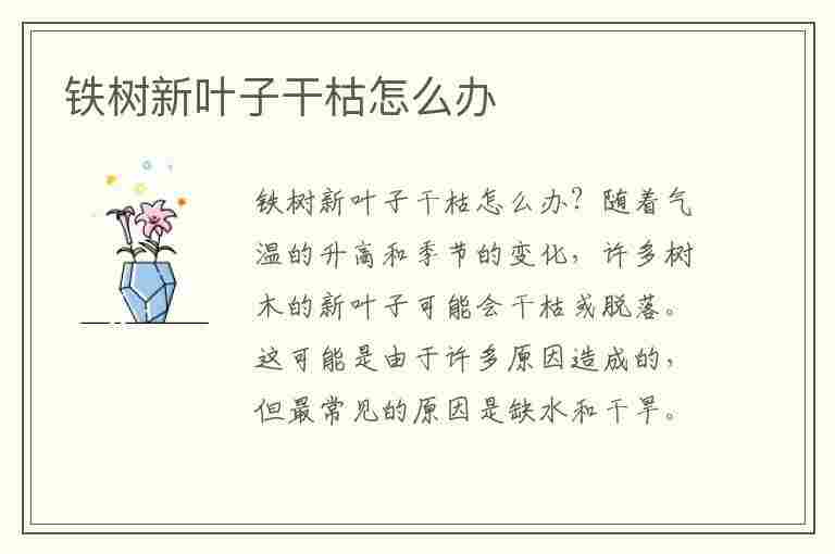 铁树新叶子干枯怎么办(铁树新叶子干枯怎么办视频)